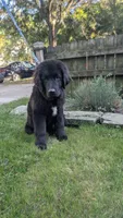 Sammy, a male Newfoundland for sale in Cleveland, OH – 6 of 8