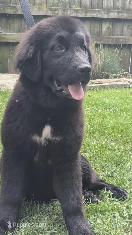 Ruby – Newfoundland puppy for sale in Cleveland, OH