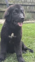 Ruby, a female Newfoundland for sale in Cleveland, OH – 4 of 6