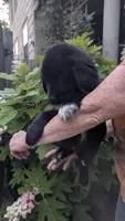 George, a male Newfoundland for sale in Cleveland, OH – 5 of 6