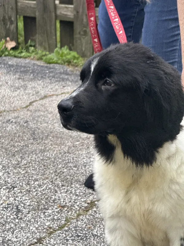 Sophie  – Newfoundland puppy for sale in Cleveland, OH