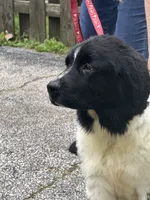 Sophie , a female Newfoundland for sale in Cleveland, OH – 3 of 10