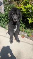 Francesca, a female Newfoundland for sale in Cleveland, OH – 10 of 10