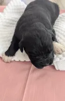 Francesca, a female Newfoundland for sale in Cleveland, OH – 4 of 10
