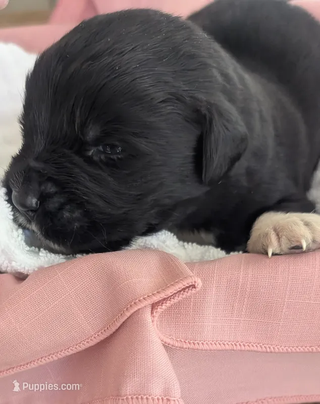 Francesca – Newfoundland puppy for sale in Cleveland, OH