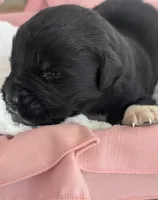 Francesca, a female Newfoundland for sale in Cleveland, OH – 3 of 10