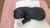 Francesca, a female Newfoundland for sale in Cleveland, OH – 6 of 10