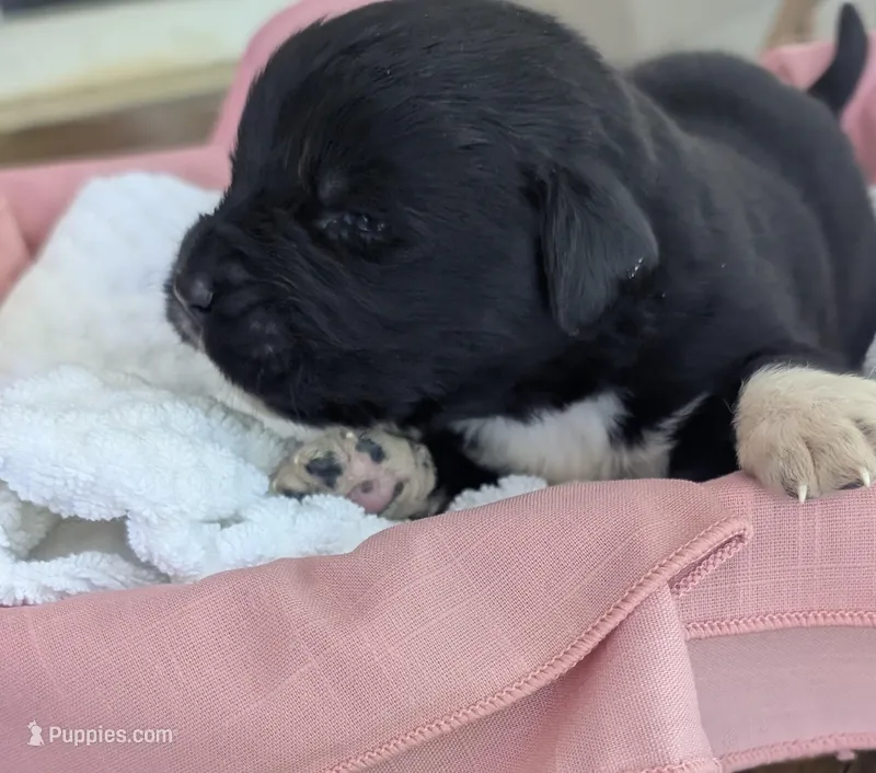 Francesca, a female Newfoundland for sale in Cleveland, OH – 1 of 10
