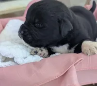 Francesca, a female Newfoundland for sale in Cleveland, OH – 1 of 10