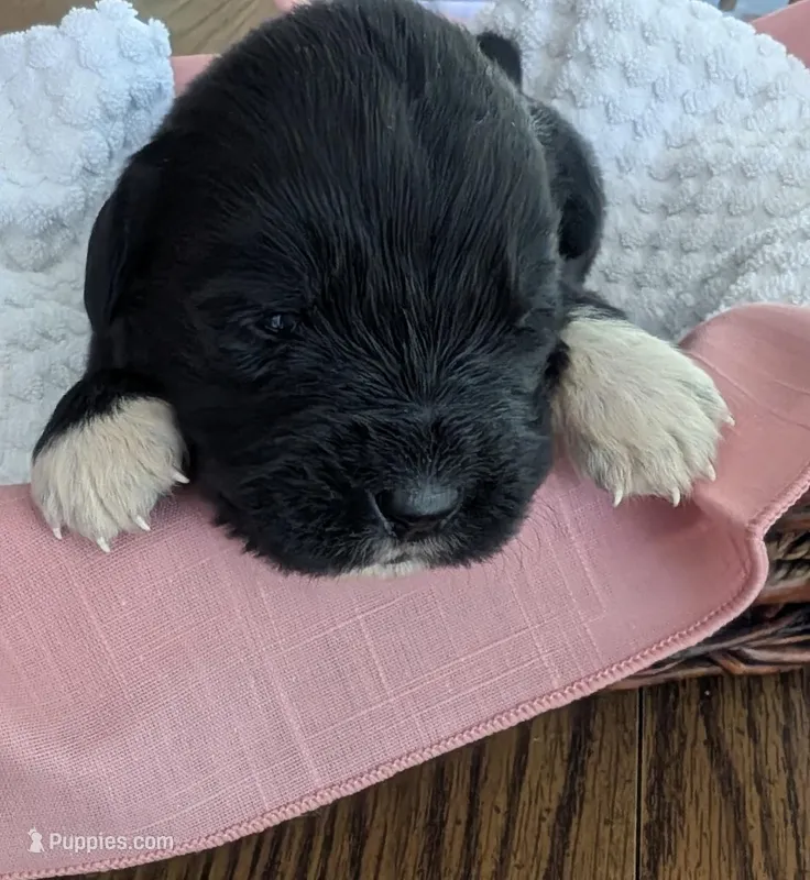 Francesca – Newfoundland puppy for sale in Cleveland, OH