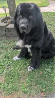 Francesca, a female Newfoundland for sale in Cleveland, OH – 9 of 10