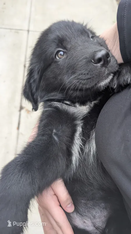 Ruby – Newfoundland puppy for sale in Cleveland, OH