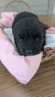 Ruby, a female Newfoundland for sale in Cleveland, OH – 4 of 9