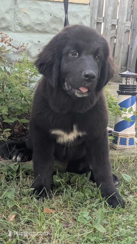 Luna – Newfoundland puppy for sale in Cleveland, OH