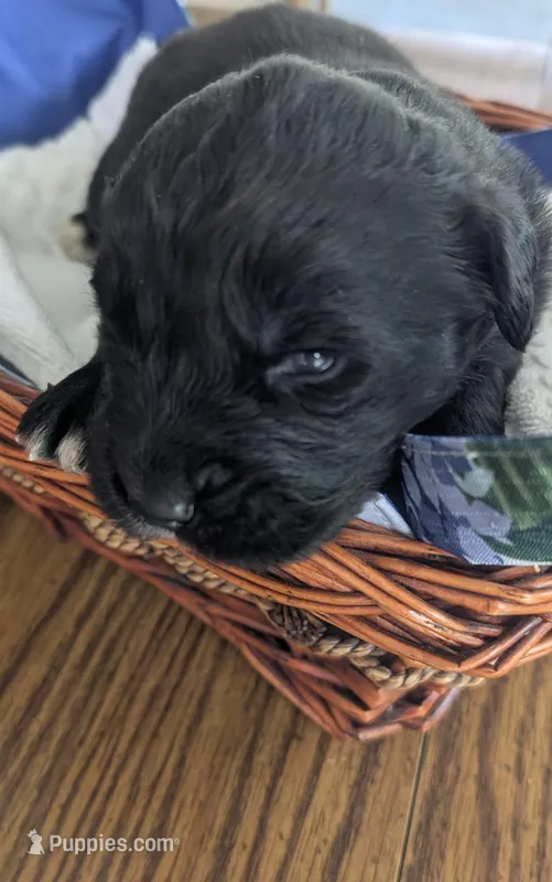 Elias, a male Newfoundland for sale in Cleveland, OH – 1 of 7