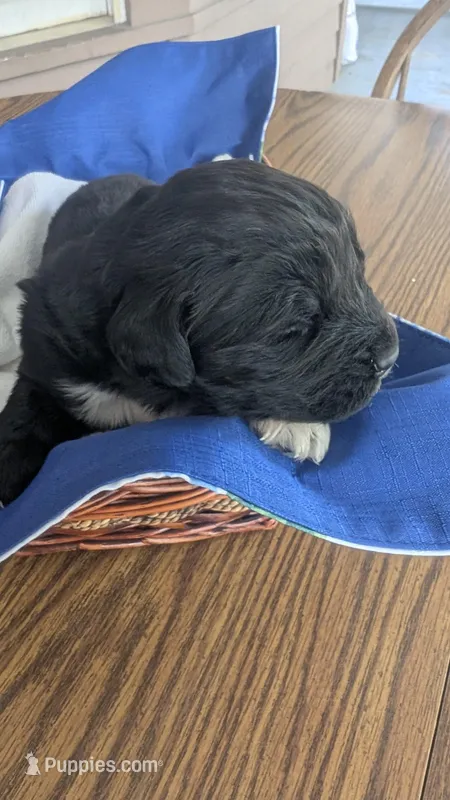 Elias – Newfoundland puppy for sale in Cleveland, OH