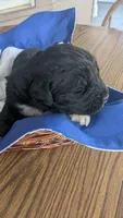 Elias, a male Newfoundland for sale in Cleveland, OH – 3 of 7