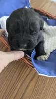 Elias, a male Newfoundland for sale in Cleveland, OH – 7 of 7