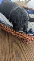 Elias, a male Newfoundland for sale in Cleveland, OH – 5 of 7