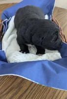 Elias, a male Newfoundland for sale in Cleveland, OH – 2 of 7