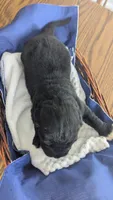 Elias, a male Newfoundland for sale in Cleveland, OH – 6 of 7