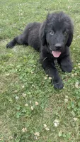 Sammy, a male Newfoundland for sale in Cleveland, OH – 4 of 8