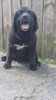 Luna, a female Newfoundland for sale in Cleveland, OH – 5 of 8