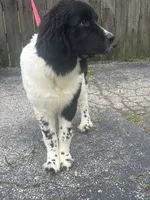 Rosie (hold), a female Newfoundland for sale in Cleveland, OH – 10 of 10