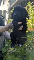 Ava, a female Newfoundland for sale in Cleveland, OH – 4 of 6