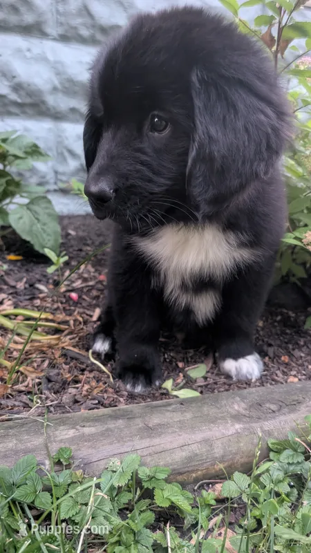 George – Newfoundland puppy for sale in Cleveland, OH