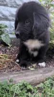 George, a male Newfoundland for sale in Cleveland, OH – 3 of 6