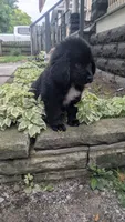 Puppertin, a male Newfoundland for sale in Cleveland, OH – 5 of 8