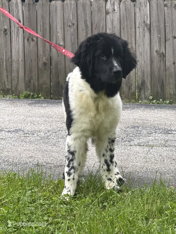 Gracie  – Newfoundland puppy for sale in Cleveland, OH