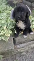 Elias, a male Newfoundland for sale in Cleveland, OH – 4 of 10