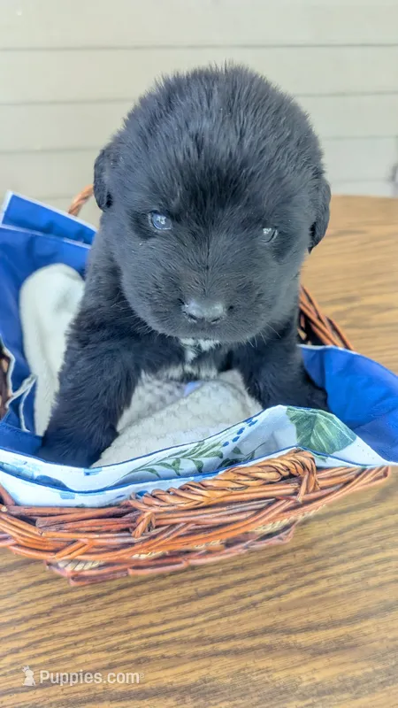 Puppertin – Newfoundland puppy for sale in Cleveland, OH
