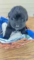Puppertin, a male Newfoundland for sale in Cleveland, OH – 4 of 5