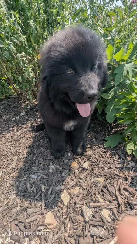 Puppertin – Newfoundland puppy for sale in Cleveland, OH