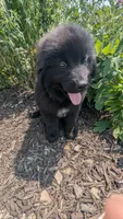 Puppertin, a male Newfoundland for sale in Cleveland, OH – 3 of 10