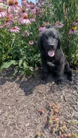 Sammy, a male Newfoundland for sale in Cleveland, OH – 2 of 8