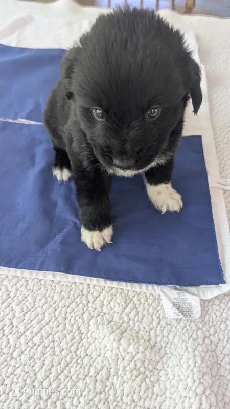 Francesca – Newfoundland puppy for sale in Cleveland, OH