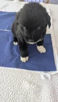 Francesca, a female Newfoundland for sale in Cleveland, OH – 1 of 7