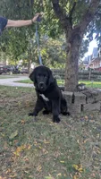 Sammy, a male Newfoundland for sale in Cleveland, OH – 3 of 8