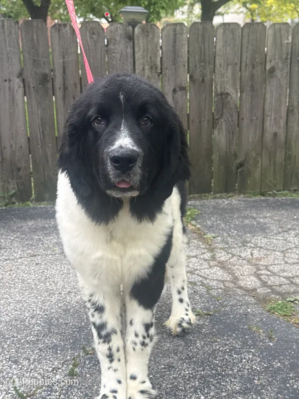 Rosie  – Newfoundland puppy for sale in Cleveland, OH