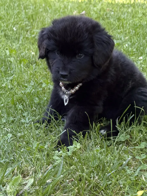 Ruby – Newfoundland puppy for sale in Cleveland, OH