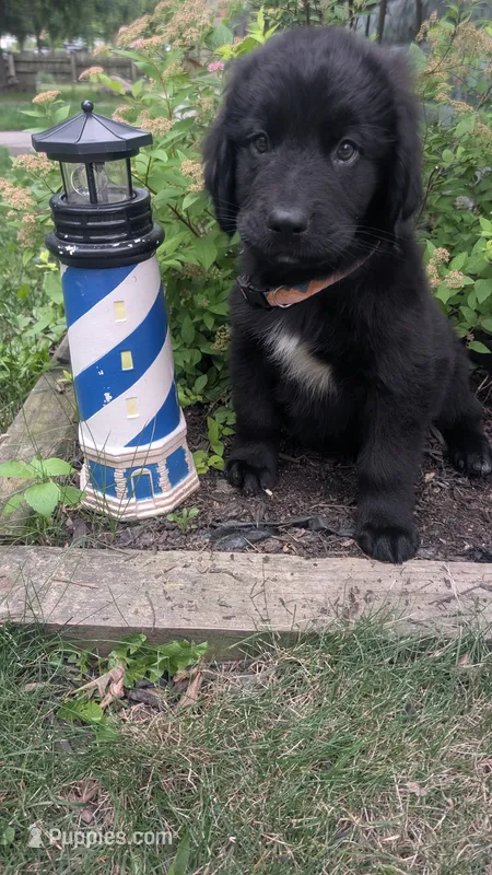 Sammy – Newfoundland puppy for sale in Cleveland, OH