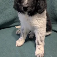 Gracie, a female Newfoundland for sale in Cleveland, OH – Photo 7 of 10