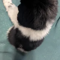 Gracie, a female Newfoundland for sale in Cleveland, OH – Photo 4 of 10