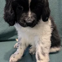 Gracie, a female Newfoundland for sale in Cleveland, OH – Photo 9 of 10