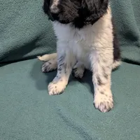 Gracie, a female Newfoundland for sale in Cleveland, OH – Photo 10 of 10