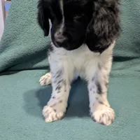 Gracie, a female Newfoundland for sale in Cleveland, OH – Photo 1 of 10